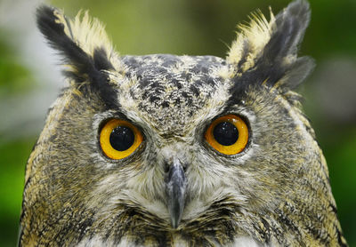 Close-up portrait of owl