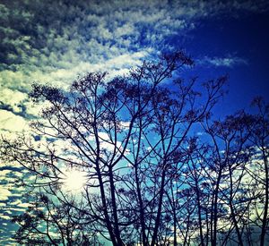 Low angle view of bare trees against sky