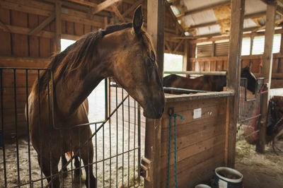 Horses standing in stable