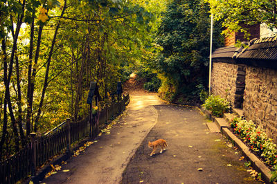 Dog on road amidst trees