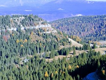 Panoramic view of trees in forest