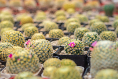 Close-up of flowering plant for sale in market