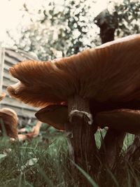 Close-up of mushroom growing on field