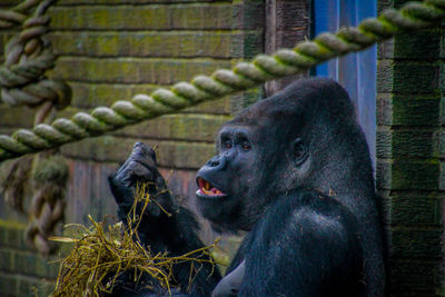 Monkey in zoo