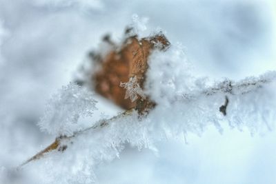 Close-up of snow