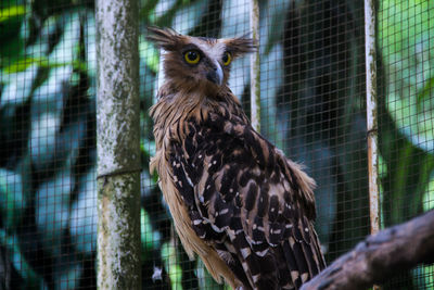 Close-up of owl in cage