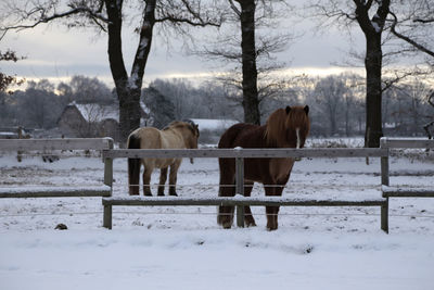 Horse standing on snow covered field