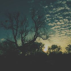 Low angle view of silhouette trees against sky