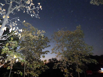 Low angle view of trees against sky at night