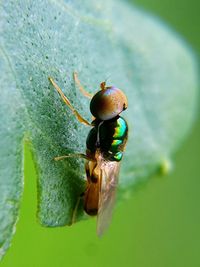 Close-up of insect