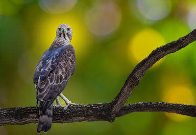 Close-up of bird perching on branch