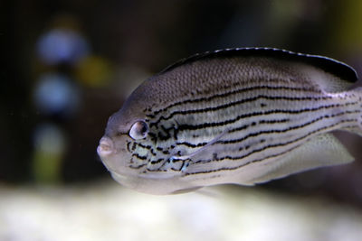 Close-up of fish swimming in sea