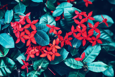 High angle view of red flowering plants