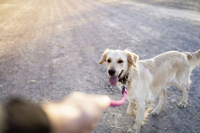 Woman holding pet leash of dog standing on road