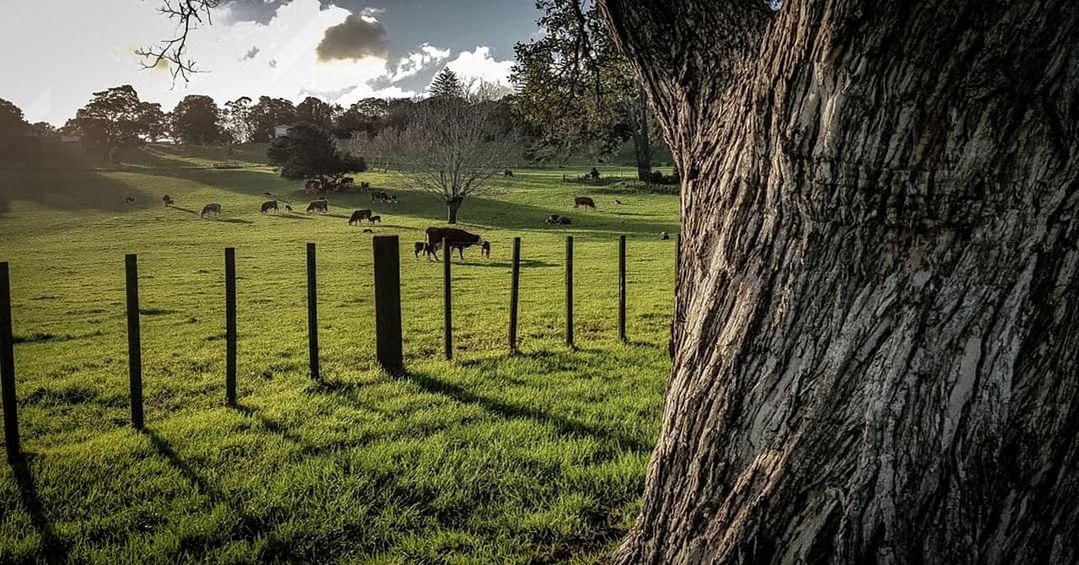 plant, tree, land, grass, field, trunk, nature, tree trunk, landscape, boundary, barrier, fence, no people, green color, day, environment, tranquil scene, outdoors, beauty in nature, tranquility