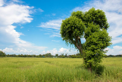 Tree on field against sky