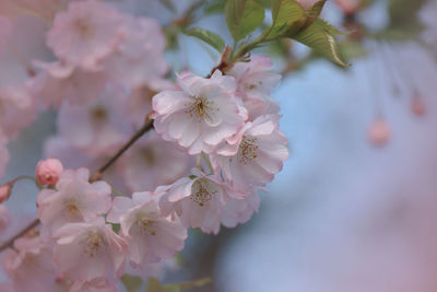 Close-up of pink cherry blossoms