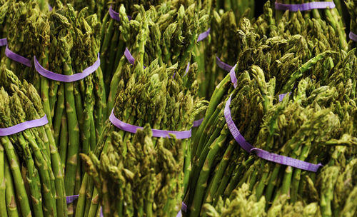 Full frame shot of asparagus bundles at market