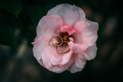 Close-up of pink rose