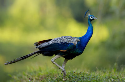 Bird on a field