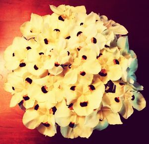 Close-up of flowers over white background