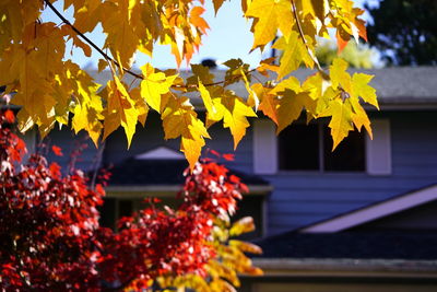 Low angle view of maple tree