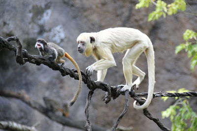 Monkey on tree branch