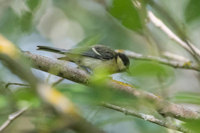 Close-up of bird perching on branch