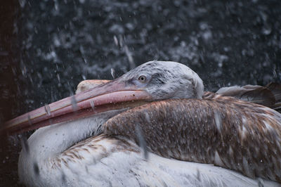 Close-up of pelican