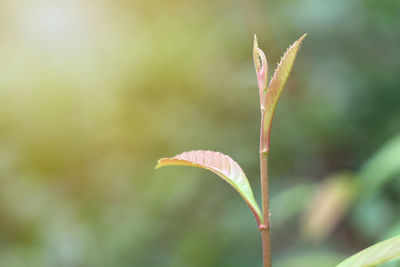 Close-up of plant