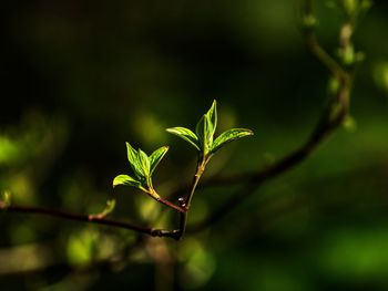 Close-up of plant leaves