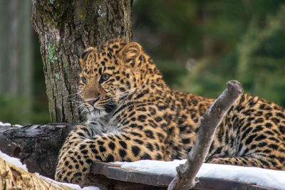 Close-up of a leopard on tree trunk