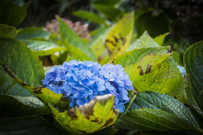 Close-up of butterfly on plant