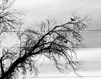 Low angle view of bare tree against sky