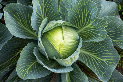 Close-up of green leaves