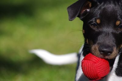 Close-up of dog looking away