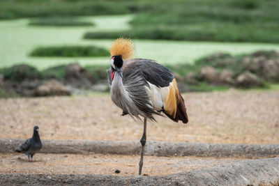 View of birds on field