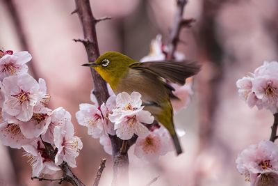 Close-up of japanese white-eye perching on plum blossoms branch in springtime 