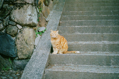Cat looking away against wall