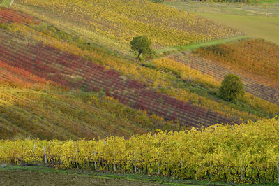 Scenic view of vineyard