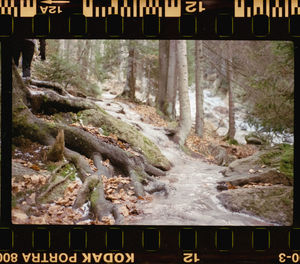 High angle view of text on road amidst trees in forest