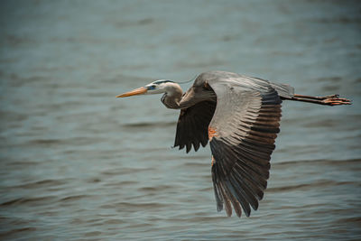 Heron on beach