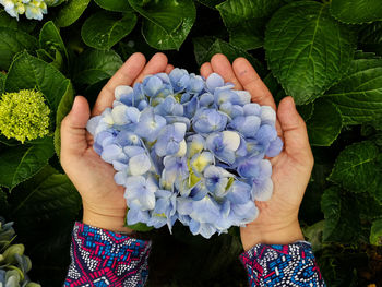 Cropped hands holding purple hydrangeas blooming outdoors