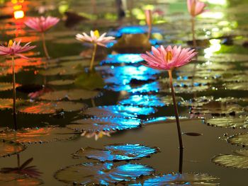 Close-up of lotus water lily