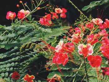 Close-up of red flowers
