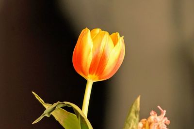 Close-up of red flower