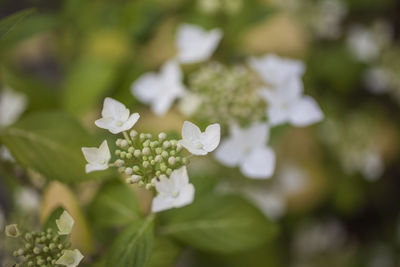 Close-up of white flowering plant