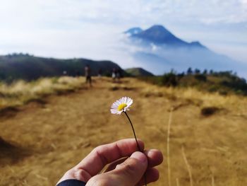 Daisy flowers grow a lot on mount prau, wonosobo, central java. august is the time for them to bloom