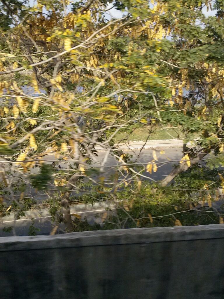 REFLECTION OF TREES IN WATER