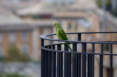 Close-up of bird perching on railing